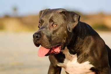 Ağzı ve dili açık gri pitbullu bulanık kıyı manzarasına ve mavi gökyüzüne karşı dikkatlice oturur..