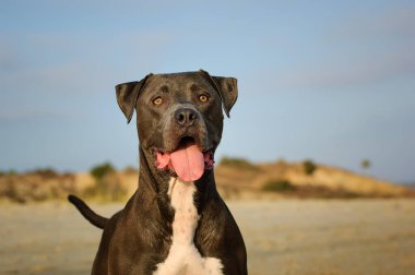 Ağzı açık, kaslı, gri pitbullu açık havada bulanık kıyı manzarasına ve mavi gökyüzüne karşı oturur..