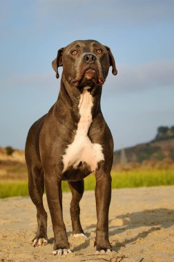 Güçlü köpek kumlu zeminde duruyor