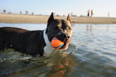 Atletik Amerikan personeli teriyer köpeği okyanus suyunda yürüyor ve ağzında küçük turuncu bir top tutuyor..