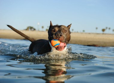 Atletik Amerikan personeli teriyer köpeği okyanus suyunda yürüyor ve ağzında küçük turuncu bir top tutuyor..