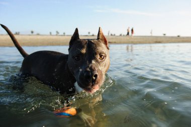 Amerikan personeli teriyer köpeği. Siyah kürklü ve beyaz göğüslü. Okyanus suyunda duruyor ve kameraya bakıyor.