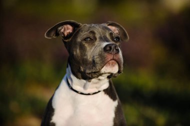 Meraklı gri ve beyaz Staffordshire boğa teriyeri köpek portresi