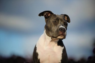 Pitbull terrier köpeği mavi gökyüzüne karşı