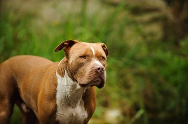 Kahverengi köpek yeşil çimlerde duruyor.