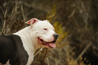 Yetişkin beyaz ve gri pitbull teriyer köpeği bulanık arka planda