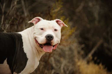 Yetişkin beyaz ve gri pitbull teriyer köpeği bulanık arka planda