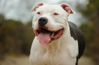 Yetişkin beyaz ve gri pitbull teriyer köpeği bulanık arka planda