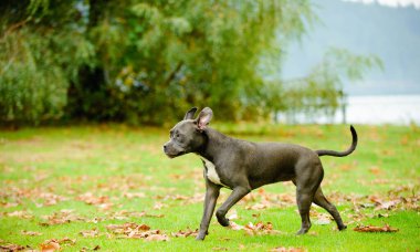Köpek suyun yanındaki yeşil çimlerde yürüyor.
