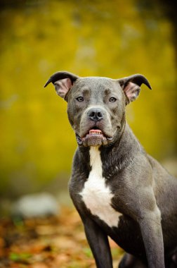 Kas grisi ve beyaz Amerikan pitbull teriyeri portresi. Köpek dışarıda, parkta.