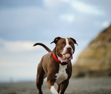 Kahverengi ve beyaz pitbull teriyer köpeği okyanusta bir sahilde ağzında top ile