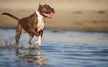 Koyu kürklü bir Amerikan Staffordshire Teriyeri, sığ okyanus suyunda su sıçratan beyaz bir sandık..