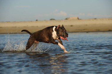 Koyu kürklü bir Amerikan Staffordshire Teriyeri, sığ okyanus suyunda su sıçratan beyaz bir sandık..