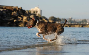 Amerikan personeli teriyer köpeği. Siyah kürklü ve beyaz göğüslü. Sığ okyanus suyunda koşuyor.