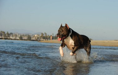 Koyu kürklü bir Amerikan Staffordshire Teriyeri, sığ okyanus suyunda su sıçratan beyaz bir sandık..
