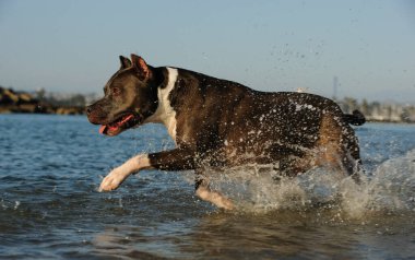 Koyu kürklü bir Amerikan Staffordshire Teriyeri, sığ okyanus suyunda su sıçratan beyaz bir sandık..