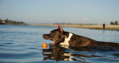 Sahil kıyısında sakin okyanusta yüzen bir Amerikan teriyer köpeği küçük turuncu oyuncağa uzanıyor..