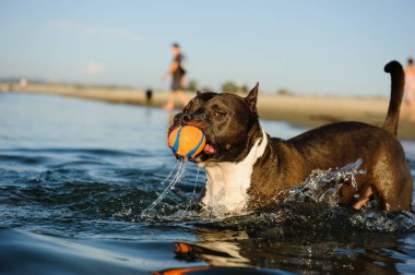 Atletik Amerikan personeli teriyer köpeği okyanus suyunda yürüyor ve ağzında küçük turuncu bir top tutuyor..