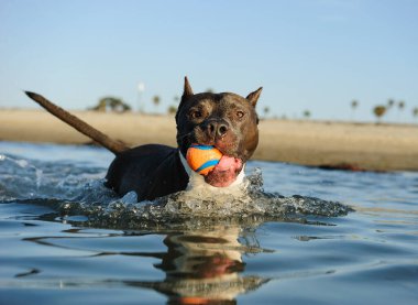 Atletik Amerikan personeli teriyer köpeği okyanus suyunda yürüyor ve ağzında küçük turuncu bir top tutuyor..