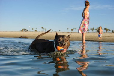 Amerikan personeli teriyer köpeği sahilde sığ okyanus sularında yüzüyor ağzı top dolu ve kıyıda çocuklu bir kadın bekliyor..