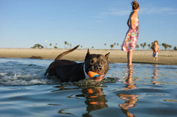 Amerikan personeli teriyer köpeği sahilde sığ okyanus sularında yüzüyor ağzı top dolu ve kıyıda çocuklu bir kadın bekliyor..