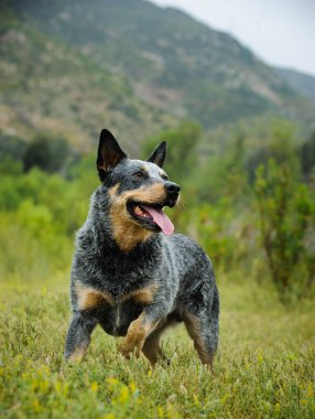 Bir Avustralya Sığır Köpeği açık arazide çimlerin üzerinde duruyor yukarı bakıyor ve nefes nefese..