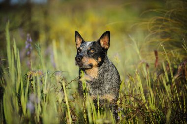 Avustralya Sığır Köpeği Yazın yeşil çayırda