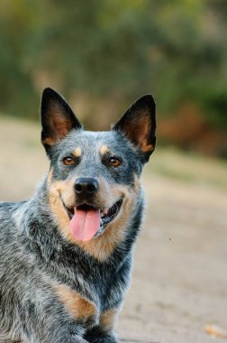 Avustralya Sığır Köpeğinin yakın plan portresi.