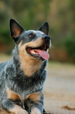 Avustralya Sığır Köpeğinin yakın plan portresi.