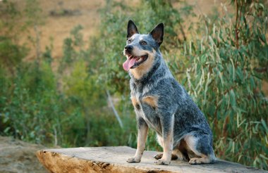 Avustralya Sığır Köpeği açık havada ahşap yüzeyde oturuyor.