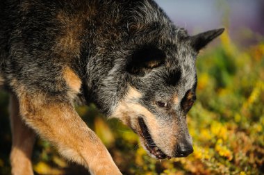 Yaşlı Avustralya Sığır Köpeği Tarlada