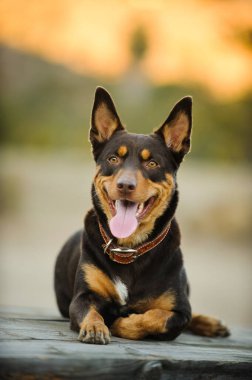 Kahverengi Avustralyalı Kelpie köpeği