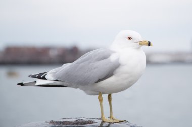 Martı duran bir baba ve kışın soğuk bir bulutlu gün kameraya bakıp