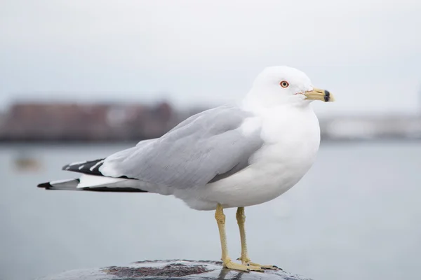 Seagull stående på en pollare och titta på kameran på en kall mulen dag i vinter — Stockfoto