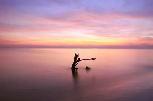 Gündoğumu, tek ağaç silüeti. Uzun pozlama atış nedeniyle yumuşak odak. Kopyalama alanı alanı.