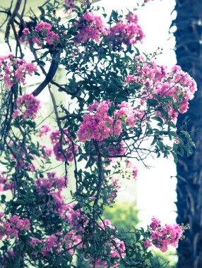 pembe zakkum Bush retro arka plan olarak