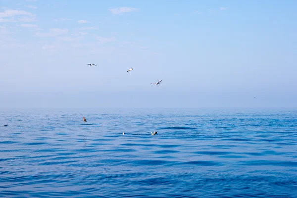 Seagulls on the sea — Stock Photo, Image
