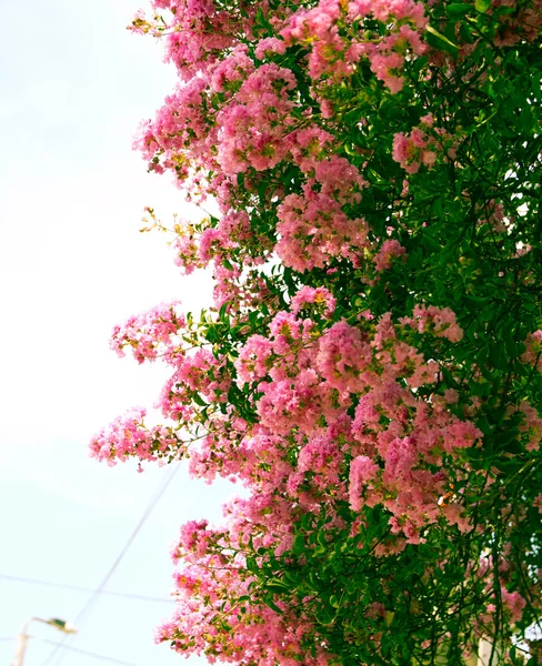 Pink oleander Bush as the background of retro — Stock Photo, Image