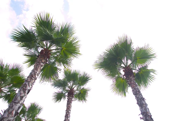 Widok z góry drzewa palmowego — Zdjęcie stockowe