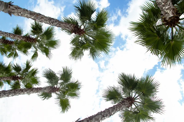 Palm tree felülnézet — Stock Fotó