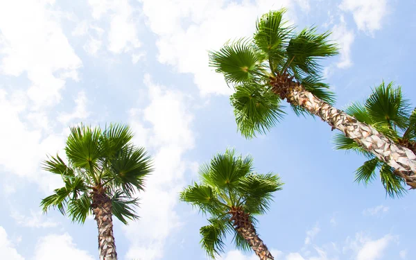 Palmier copac vedere de sus — Fotografie, imagine de stoc