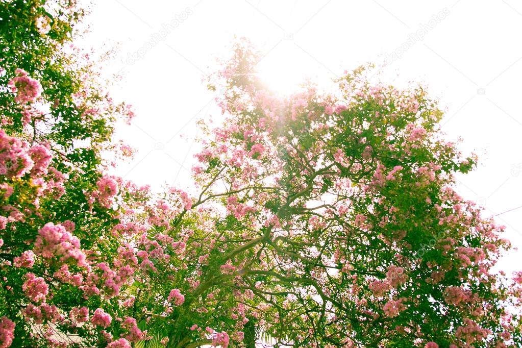 pink oleander Bush as the background of retro