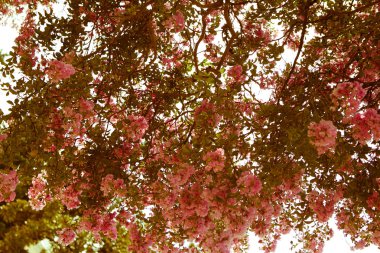 pembe zakkum Bush retro arka plan olarak