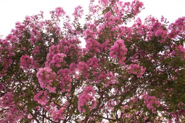 pembe zakkum Bush retro arka plan olarak