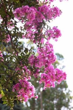 pembe zakkum Bush retro arka plan olarak