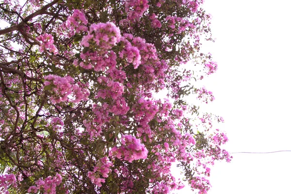 Pink oleander Bush as the background of retro — Stock Photo, Image