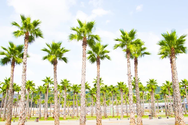 Palmeira vista superior — Fotografia de Stock