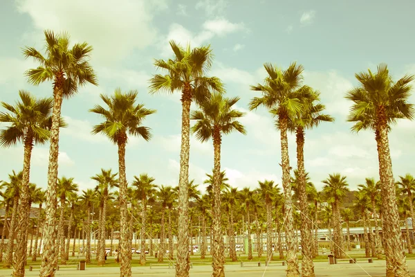 Palm tree felülnézet — Stock Fotó