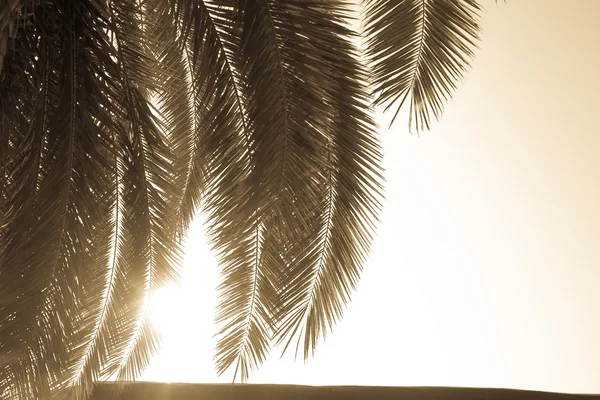 Вид сверху пальмы — стоковое фото