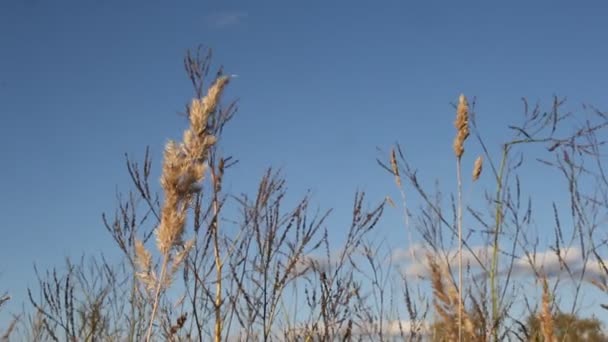 Plantas de campo en el campo — Vídeos de Stock